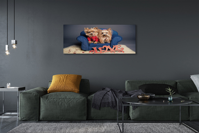 Canvas print Yorkie