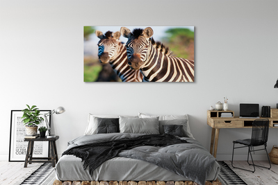 Canvas print Zebra