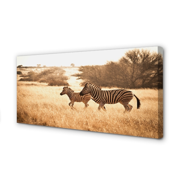 Canvas print Zebra sunset field