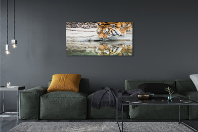 Canvas print Tiger drink