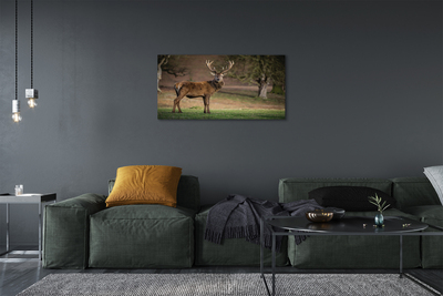 Canvas print Common deer in the field