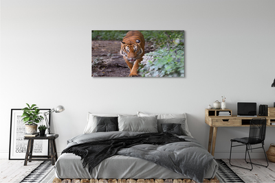 Canvas print Tiger woods