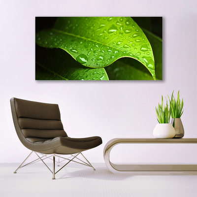 Canvas print Dew drops leaf floral green