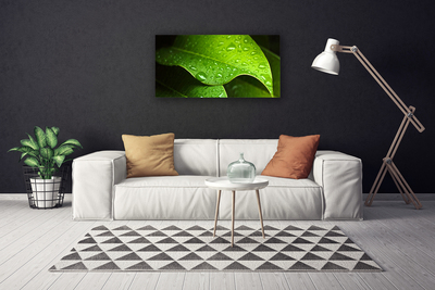 Canvas print Dew drops leaf floral green