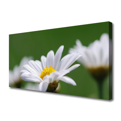 Canvas print Daisy floral white yellow green