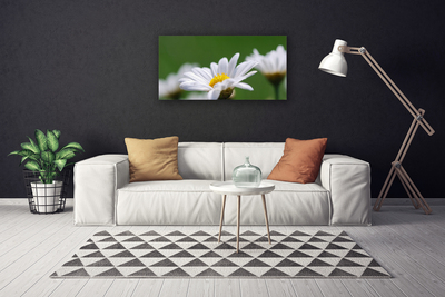 Canvas print Daisy floral white yellow green