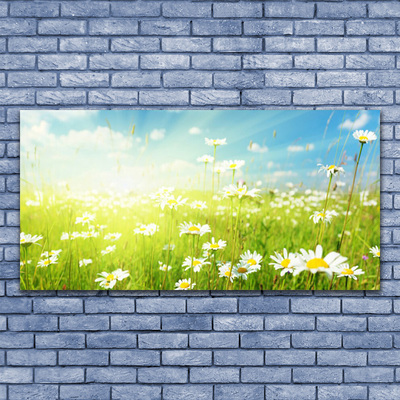 Canvas print Meadow daisies nature green white