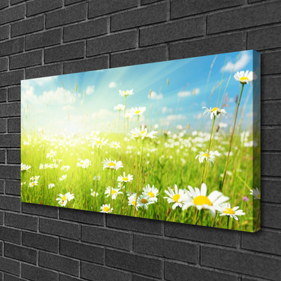 Canvas print Meadow daisies nature green white