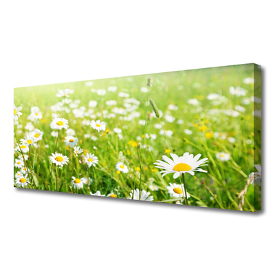 Canvas print Meadow daisies nature white yellow green