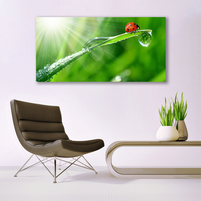 Canvas print Grass sun beetle nature green white red black