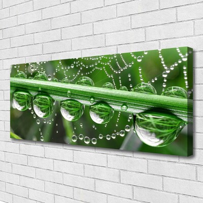 Canvas print Spider web dewdrops floral white