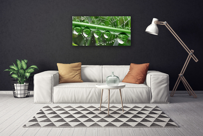 Canvas print Spider web dewdrops floral white