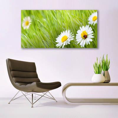 Canvas print Grass daisies nature white green