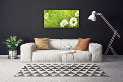 Canvas print Grass daisies nature white green