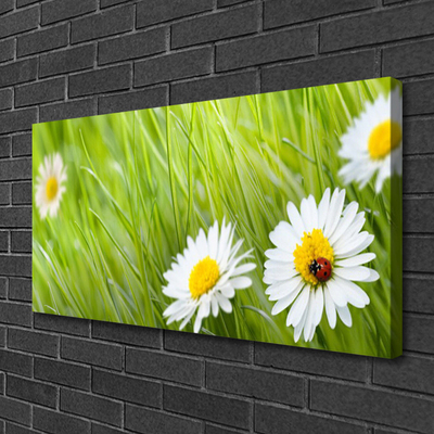 Canvas print Grass daisies nature white green