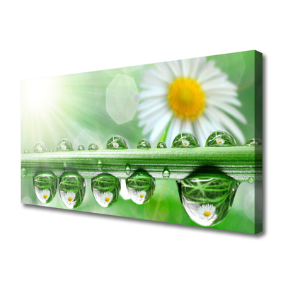 Canvas print Dew leaf daisies nature green white yellow