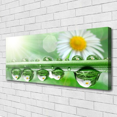 Canvas print Dew leaf daisies nature green white yellow