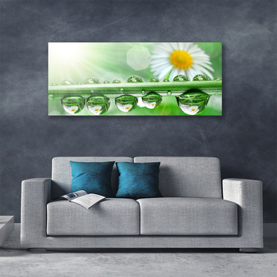 Canvas print Dew leaf daisies nature green white yellow