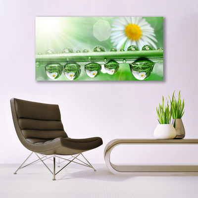 Canvas print Dew leaf daisies nature green white yellow