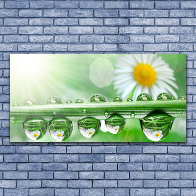 Canvas print Dew leaf daisies nature green white yellow