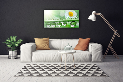 Canvas print Dew leaf daisies nature green white yellow