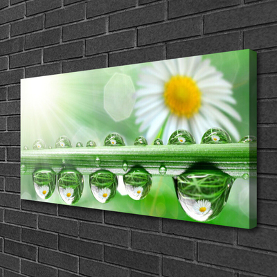 Canvas print Dew leaf daisies nature green white yellow