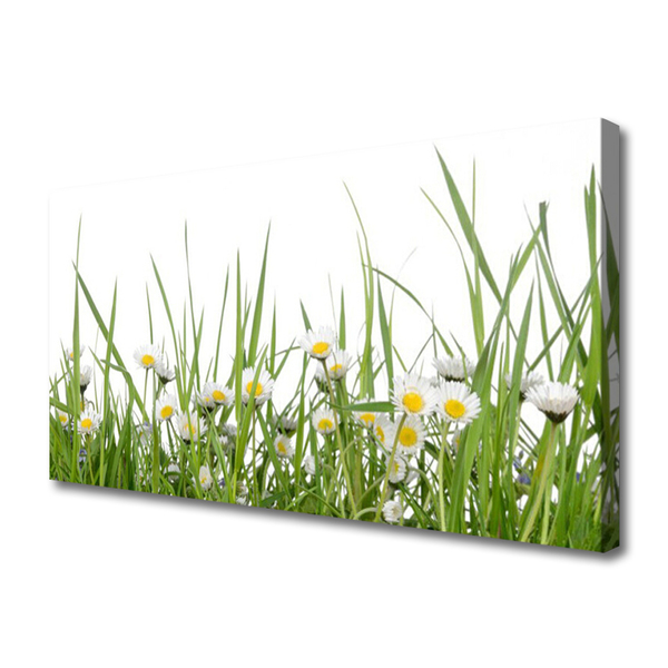 Canvas print Grass daisies nature green white yellow