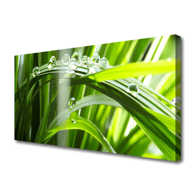 Canvas Wall art Grass dew drops floral green