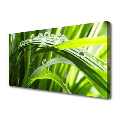 Canvas Wall art Grass water drops nature green