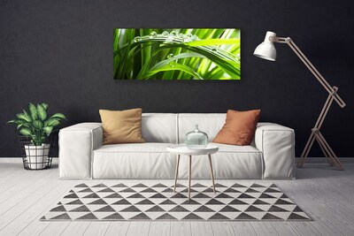 Canvas Wall art Grass water drops nature green