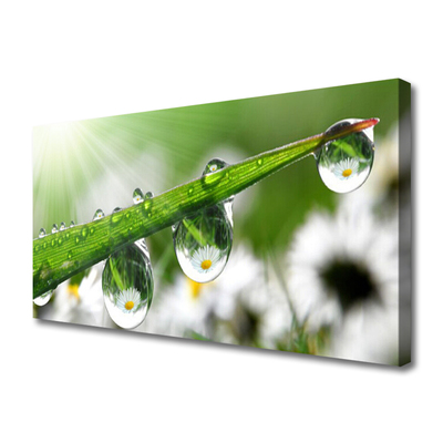 Canvas Wall art Grass dew drops nature green