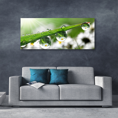 Canvas Wall art Grass dew drops nature green