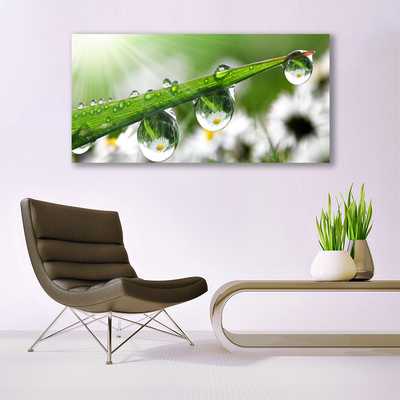 Canvas Wall art Grass dew drops nature green