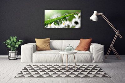 Canvas Wall art Grass dew drops nature green