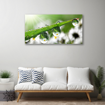 Canvas Wall art Grass dew drops nature green