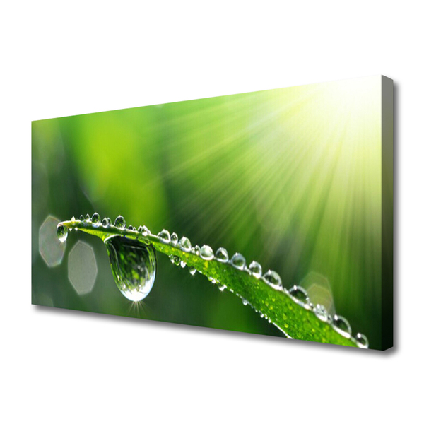 Canvas Wall art Grass dew drops floral green