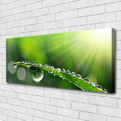 Canvas Wall art Grass dew drops floral green