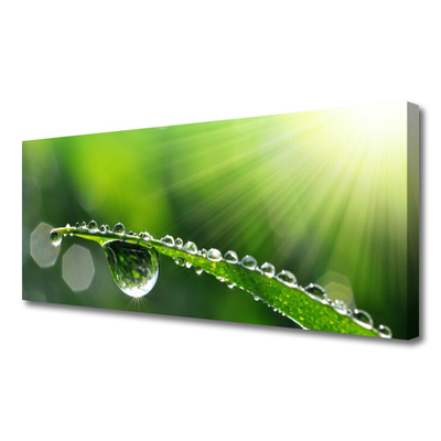 Canvas Wall art Grass dew drops floral green