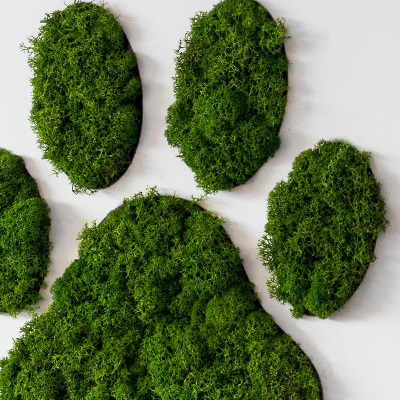 Moss wall art Paw print