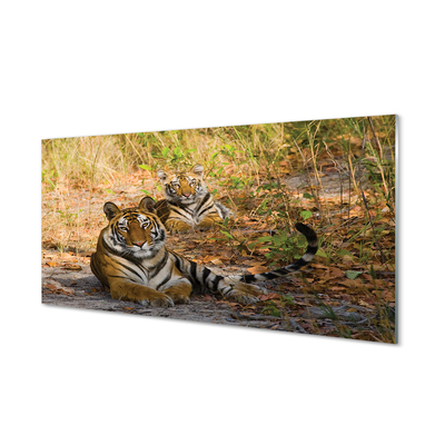 Glass print Tiger