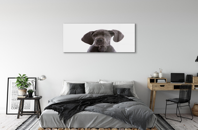 Glass print Brown dog