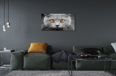 Glass print British gray cat