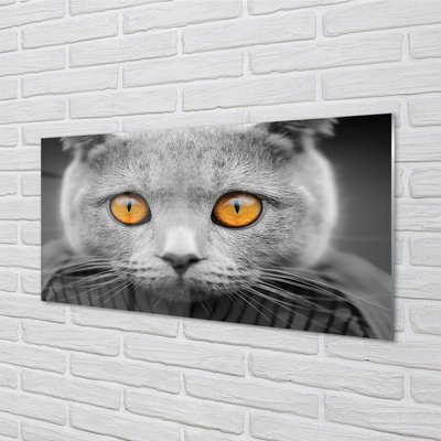 Glass print British gray cat