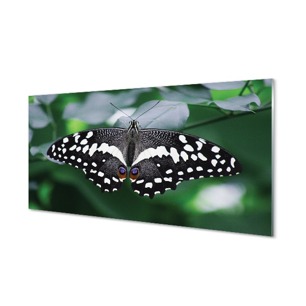 Glass print Butterfly colorful leaves