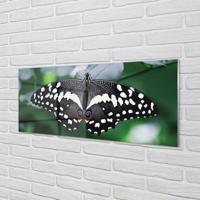 Glass print Butterfly colorful leaves