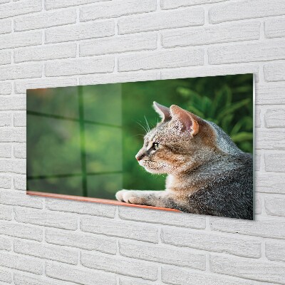 Glass print Search cat