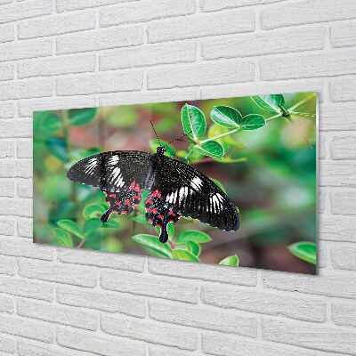 Glass print Leaves colored butterfly