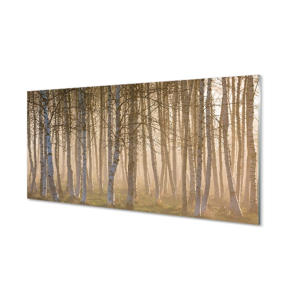 Glass print Forest sunrise