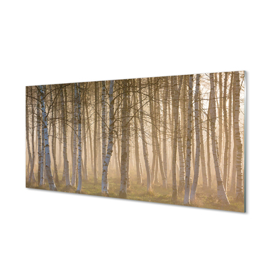 Glass print Forest sunrise