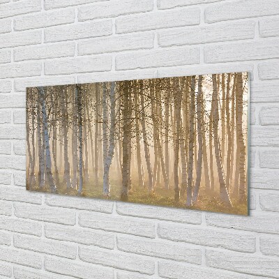 Glass print Forest sunrise